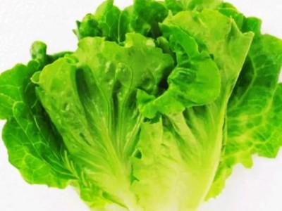 生菜
