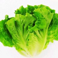 生菜